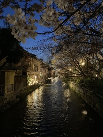 Sakura season in Kyoto
