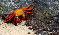 Sally Lightfoot Crab Galapagos Islands Ecuador 