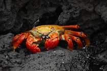 Sally Lightfoot crab on a rock ledge Galapagos Islands by Elizabeth Crapo NOAA Corps 