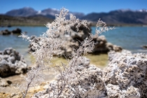 Salt-crusted plant at Mono Lake 