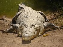 Saltwater Crocodile Crocodylus porosus 