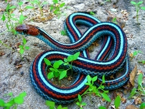 San Francisco garter snake Thamnophis sirtalis tetrataenia 