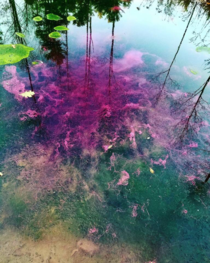 Saratoga Springs NY  No filer or edit took this at my buddys pond a few years back pink algae