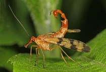 Say ever seen a scorpion fly