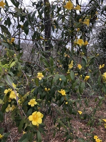 SC State flower in bloom all over the woods Carolina jessamine Gelsemium sempervirens OC  x 