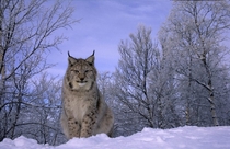 Scandinavian Lynx lynx lynx lynx 