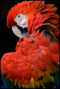 Scarlet Macaw Ara macao 