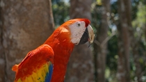 Scarlet Macaw Ara macao taken in Honduras 