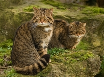 Scottish Wildcat - An endangered ancient cat species with very interesting lives 