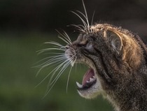 Scottish Wildcat - Felis silvestris grampia 