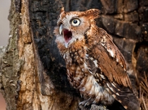Screech Owl Carolina Raptor Center photo by Matt Cuda 