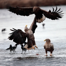 Sea eagles 