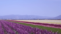 Sea of lavender outside of Lompoc California 