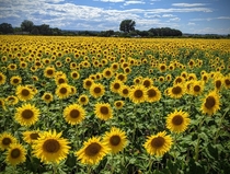 Sea of Sunflowers Olathe Colorado  OC