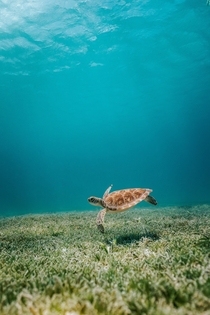 Sea turtle floating in the waters of Aruba Photo credit to David Troeger