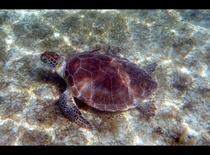 Sea Turtle in Maho Bay St John USVI