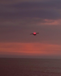 Seagull carrying Sun in San Diego