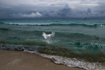 Seagull fishing in the ocean off Ambergris Caye Belize  photo by Helena Glen Cove