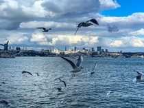Seagulls and Skyscrapers - stanbul 