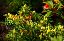 Sedona Sun - ornamental pepper or Capsicum  - From Leu Gardens Orlando Florida