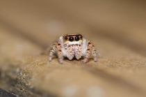 See I told you Jumping spiders arent creepy