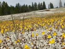Seemingly dead dirt in Yellowstone grows yellow flowers 