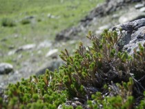 Selaginella bigelovii Spike-moss on serpentine