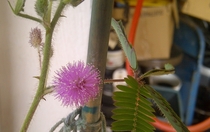 Sensitive Plant in bloom 