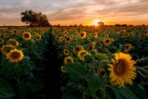 Sensual Sunflower Bloom in Yolo County California 