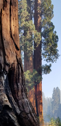 Sequoia National Park These trees are overwhelming  x