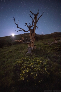 Setting moon over a Bristlecone Pine in Colorado 