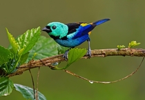 Seven-colored Tanager Tangara fastuosa by Thiago T Silva 