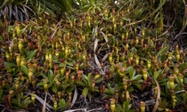 Seychelles pitcher plant colony 