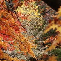 Shades of Fall Okutama Japan   x 