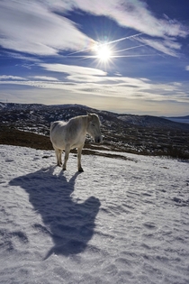 Shadow play with wild horses of Bosnia Livno 