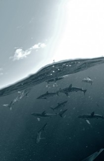 Sharks in the Gulf of Mexico  photo by Andrew Shpatak