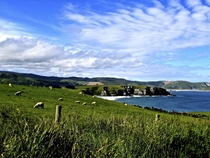 Sheep Grazing at The Catlins Southern New Zealand  OC