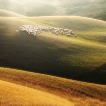 Sheep in Tuscany 