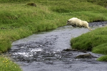 Sheep leaping over a creek in Iceland By Wendy Quadling 