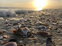 Shells for days - Hatteras Island NC 