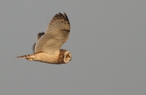 Short-eared Owl Asio flammeus in flight  Photo by Mandy West