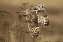 Short Eared Owl by Henrik Nilsson 