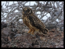 Short-eared owl - Galapagos Islands 