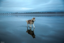 Siberian Husky walking on a frozen lake 