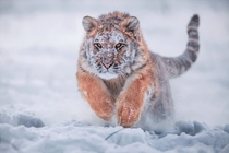 Siberian Tiger in the snow