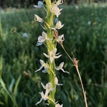 Sierra Bog Orchid Platanthera dilatata var leucostachys Yosemite National Park California 