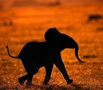 Silhouette Elephant Calf