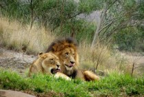 Silly African Lions Panthera leo 