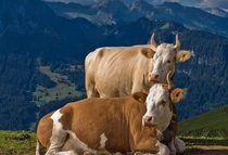 Simmental breed somewhere in Switzerland I guess 