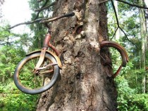 Since  this tree on Vashon Island WA has been slowly devouring this childs bike The front wheel still spins 